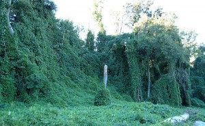 450px-Kudzu_on_trees_in_Atlanta,_Georgia